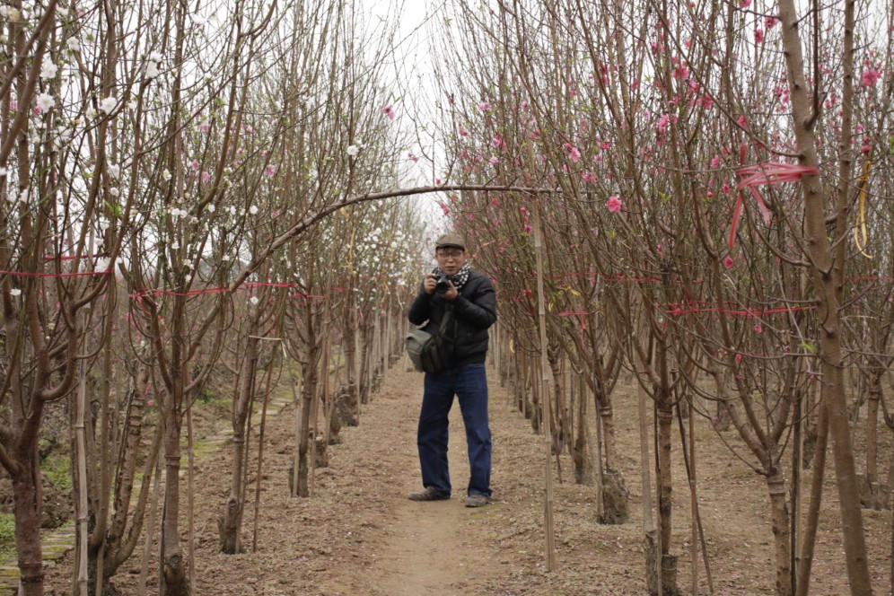 Đào được mùa, người dân Nhật Tân phấn khởi 